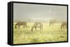 Philmont Scout Ranch Horses at Pasture before Sunset. Cimarron, New Mexico-Maresa Pryor-Framed Stretched Canvas