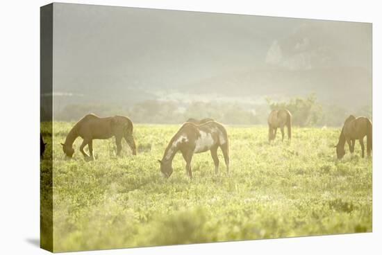 Philmont Scout Ranch Horses at Pasture before Sunset. Cimarron, New Mexico-Maresa Pryor-Stretched Canvas