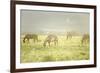 Philmont Scout Ranch Horses at Pasture before Sunset. Cimarron, New Mexico-Maresa Pryor-Framed Photographic Print