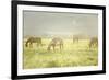 Philmont Scout Ranch Horses at Pasture before Sunset. Cimarron, New Mexico-Maresa Pryor-Framed Photographic Print