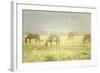 Philmont Scout Ranch Horses at Pasture before Sunset. Cimarron, New Mexico-Maresa Pryor-Framed Photographic Print