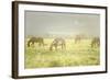 Philmont Scout Ranch Horses at Pasture before Sunset. Cimarron, New Mexico-Maresa Pryor-Framed Photographic Print