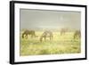 Philmont Scout Ranch Horses at Pasture before Sunset. Cimarron, New Mexico-Maresa Pryor-Framed Photographic Print