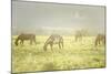 Philmont Scout Ranch Horses at Pasture before Sunset. Cimarron, New Mexico-Maresa Pryor-Mounted Photographic Print