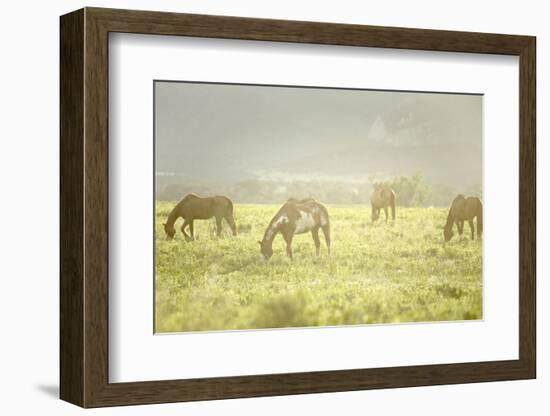 Philmont Scout Ranch Horses at Pasture before Sunset. Cimarron, New Mexico-Maresa Pryor-Framed Photographic Print