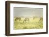 Philmont Scout Ranch Horses at Pasture before Sunset. Cimarron, New Mexico-Maresa Pryor-Framed Photographic Print