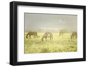 Philmont Scout Ranch Horses at Pasture before Sunset. Cimarron, New Mexico-Maresa Pryor-Framed Photographic Print