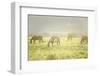 Philmont Scout Ranch Horses at Pasture before Sunset. Cimarron, New Mexico-Maresa Pryor-Framed Photographic Print