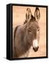 Philmont Scout Ranch Museum Burro, Cimarron, New Mexico, USA-Walter Bibikow-Framed Stretched Canvas