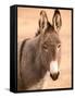 Philmont Scout Ranch Museum Burro, Cimarron, New Mexico, USA-Walter Bibikow-Framed Stretched Canvas