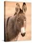 Philmont Scout Ranch Museum Burro, Cimarron, New Mexico, USA-Walter Bibikow-Stretched Canvas