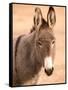 Philmont Scout Ranch Museum Burro, Cimarron, New Mexico, USA-Walter Bibikow-Framed Stretched Canvas