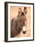 Philmont Scout Ranch Museum Burro, Cimarron, New Mexico, USA-Walter Bibikow-Framed Photographic Print