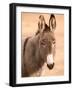 Philmont Scout Ranch Museum Burro, Cimarron, New Mexico, USA-Walter Bibikow-Framed Photographic Print