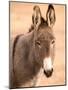 Philmont Scout Ranch Museum Burro, Cimarron, New Mexico, USA-Walter Bibikow-Mounted Photographic Print
