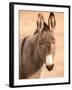 Philmont Scout Ranch Museum Burro, Cimarron, New Mexico, USA-Walter Bibikow-Framed Photographic Print