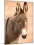 Philmont Scout Ranch Museum Burro, Cimarron, New Mexico, USA-Walter Bibikow-Mounted Photographic Print