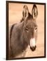 Philmont Scout Ranch Museum Burro, Cimarron, New Mexico, USA-Walter Bibikow-Framed Photographic Print