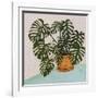 Philodendron Heart Leaf-null-Framed Art Print