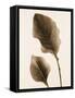 Philodendron Leaf-Julie Greenwood-Framed Stretched Canvas