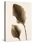 Philodendron Leaf-Julie Greenwood-Stretched Canvas