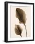 Philodendron Leaf-Julie Greenwood-Framed Art Print