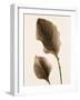 Philodendron Leaf-Julie Greenwood-Framed Art Print