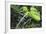 Philodendron Noid in Pacaya-Samiria Reserve, Amazon, Peru-Mallorie Ostrowitz-Framed Photographic Print