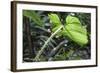 Philodendron Noid in Pacaya-Samiria Reserve, Amazon, Peru-Mallorie Ostrowitz-Framed Photographic Print