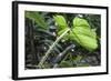 Philodendron Noid in Pacaya-Samiria Reserve, Amazon, Peru-Mallorie Ostrowitz-Framed Photographic Print