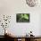 Philodendron Noid in Pacaya-Samiria Reserve, Amazon, Peru-Mallorie Ostrowitz-Mounted Photographic Print displayed on a wall