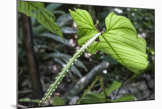 Philodendron Noid in Pacaya-Samiria Reserve, Amazon, Peru-Mallorie Ostrowitz-Mounted Photographic Print