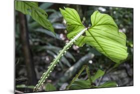 Philodendron Noid in Pacaya-Samiria Reserve, Amazon, Peru-Mallorie Ostrowitz-Mounted Photographic Print