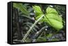 Philodendron Noid in Pacaya-Samiria Reserve, Amazon, Peru-Mallorie Ostrowitz-Framed Stretched Canvas