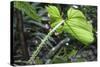 Philodendron Noid in Pacaya-Samiria Reserve, Amazon, Peru-Mallorie Ostrowitz-Stretched Canvas
