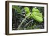 Philodendron Noid in Pacaya-Samiria Reserve, Amazon, Peru-Mallorie Ostrowitz-Framed Photographic Print