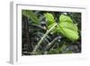 Philodendron Noid in Pacaya-Samiria Reserve, Amazon, Peru-Mallorie Ostrowitz-Framed Photographic Print