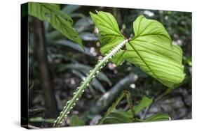 Philodendron Noid in Pacaya-Samiria Reserve, Amazon, Peru-Mallorie Ostrowitz-Stretched Canvas