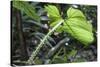 Philodendron Noid in Pacaya-Samiria Reserve, Amazon, Peru-Mallorie Ostrowitz-Stretched Canvas