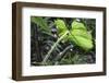 Philodendron Noid in Pacaya-Samiria Reserve, Amazon, Peru-Mallorie Ostrowitz-Framed Photographic Print