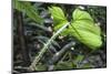 Philodendron Noid in Pacaya-Samiria Reserve, Amazon, Peru-Mallorie Ostrowitz-Mounted Photographic Print