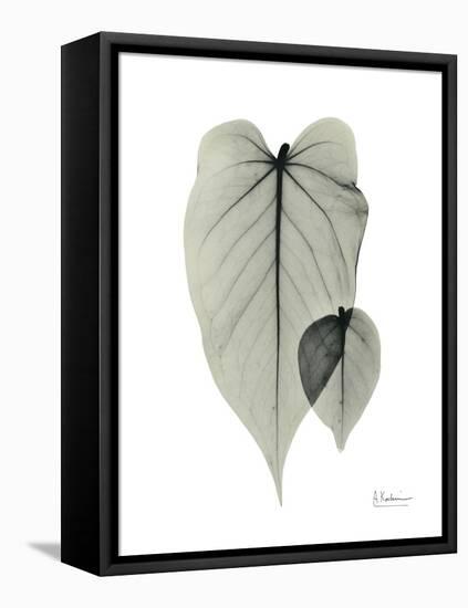 Philodendron Portrait-Albert Koetsier-Framed Stretched Canvas