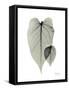 Philodendron Portrait-Albert Koetsier-Framed Stretched Canvas