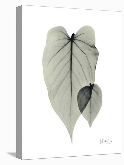 Philodendron Portrait-Albert Koetsier-Stretched Canvas