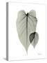 Philodendron Portrait-Albert Koetsier-Stretched Canvas