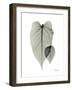 Philodendron Portrait-Albert Koetsier-Framed Art Print