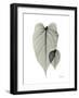 Philodendron Portrait-Albert Koetsier-Framed Art Print