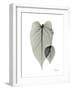 Philodendron Portrait-Albert Koetsier-Framed Art Print