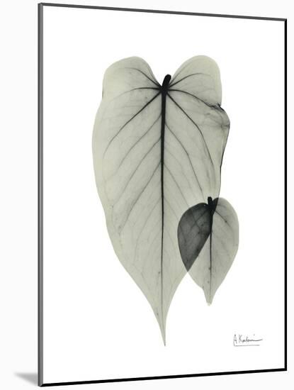 Philodendron Portrait-Albert Koetsier-Mounted Art Print