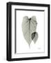 Philodendron Portrait-Albert Koetsier-Framed Art Print